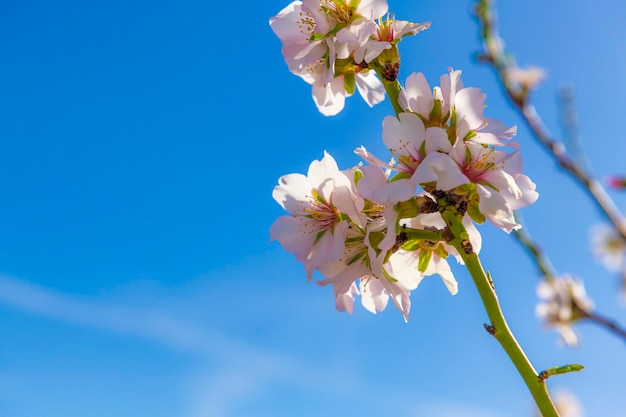 Amandelbloesem kondigt de komst van de lente aan