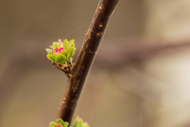 Foto amandelbloesem op een takclose-up