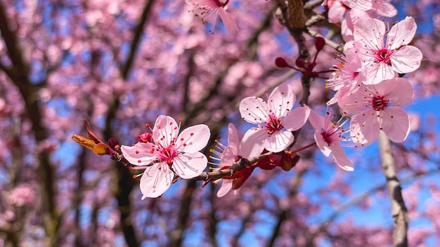 Amandelbloesem vroege lente roze bloemen met een blauwe hemelachtergrond Concept voor de lente