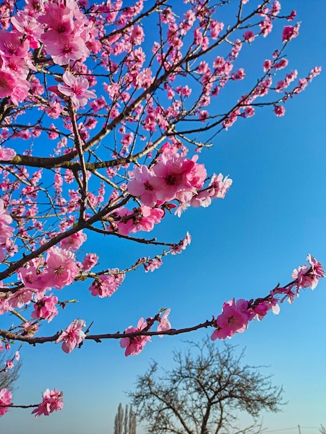 Amandelbloesems in de lente