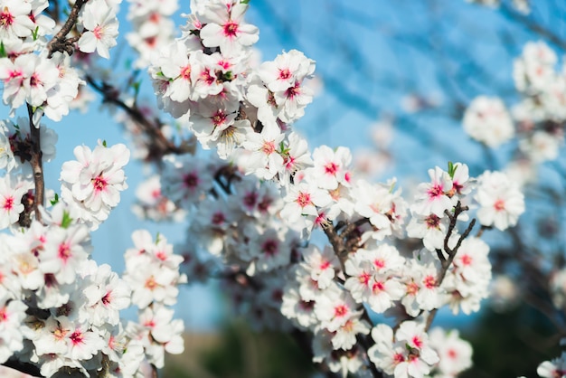 Amandelbloesems tegen een blauwe hemel in de lente