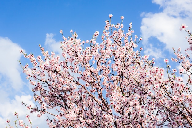 Amandelbloesems tegen een blauwe hemel