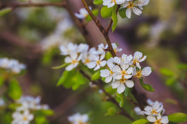 Amandelboom bij de lente, verse witte bloemen op de tak van fruitboom