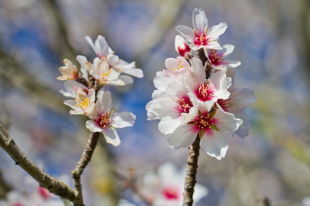 Amandelboom bloesems