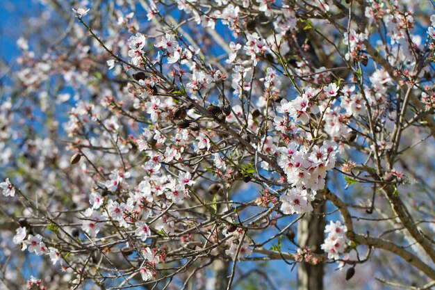 Amandelboom bloesems