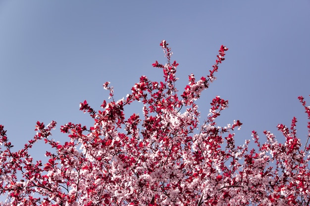 Amandelboom in bloei. Lente roze bloem.