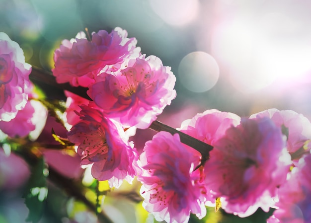 Amandelboom roze bloemen op wazige achtergrond