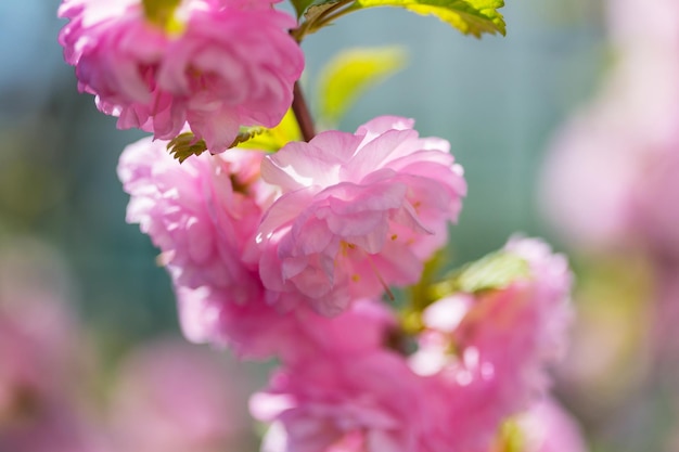 Amandelboom roze bloemen