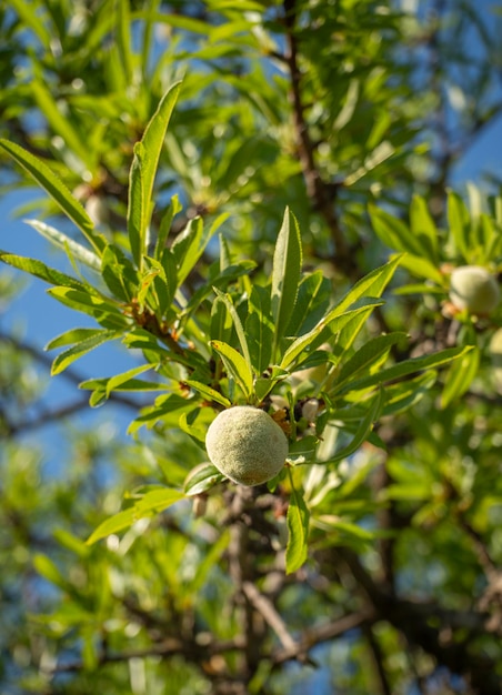 Amandelfruit close-up op een boomtak op het eiland Evia in Griekenland