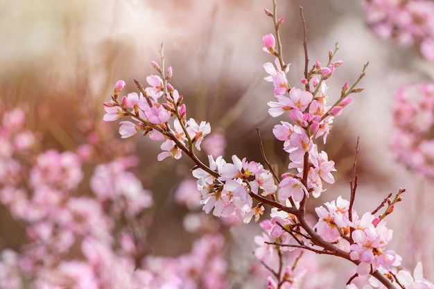 Amandeltak met bloemen in het voorjaar