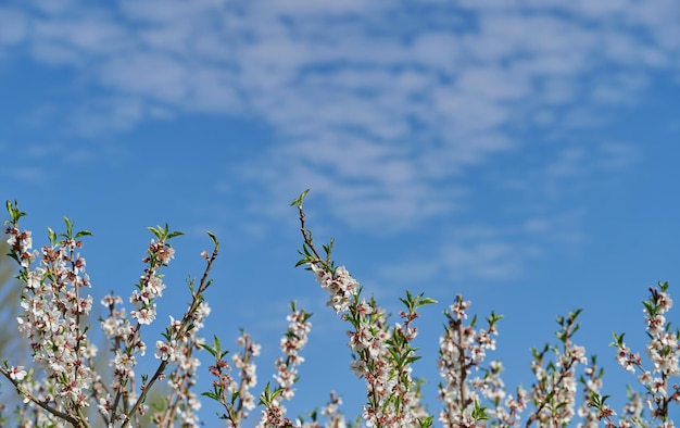 Amandeltakken in volle bloei tegen een ongerichte achtergrond met blauwe lucht en witte wolken