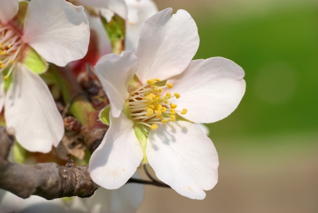 Foto amandelwitte bloemen