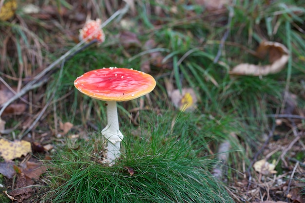 Amanita champignons