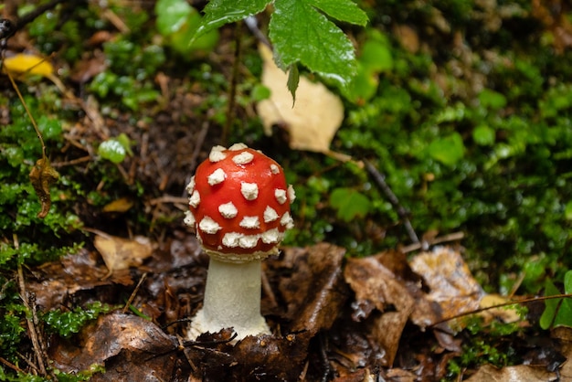 Amanita or fly agaric mushroom with white spots on red cap grows in the forest