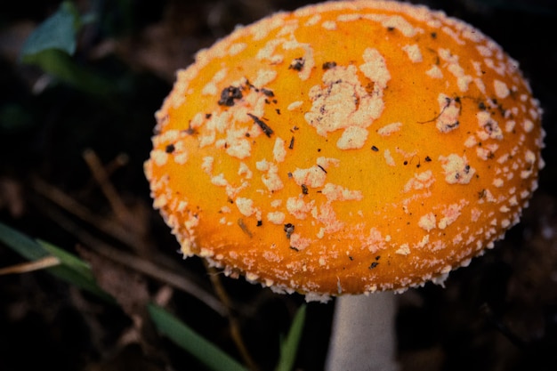 Foto amanita nella foresta filtrata