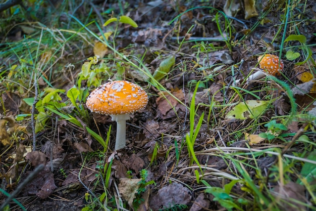 Amanita in the Forest