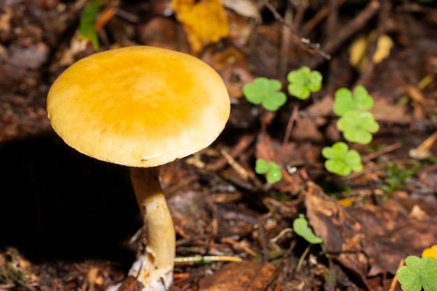 Amanita fulva commonly called the tawny grisette toxic