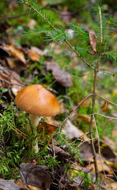 Amanita fulva paddenstoel, ook bekend als de tawny grisette. eetbare paddenstoel