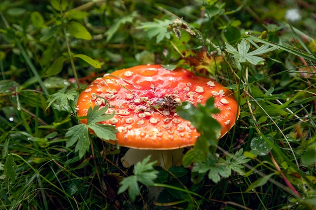 Amanita giftige paddestoel in het bos