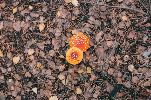 Amanita giftige paddestoel in het herfstbos