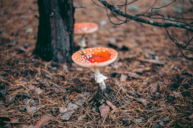 Amanita giftige paddestoel in het herfstbos