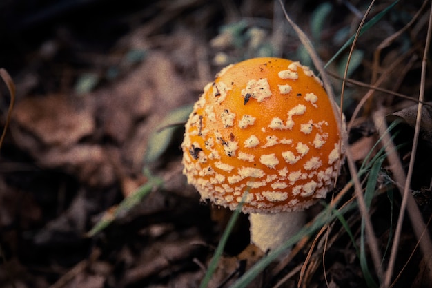 Amanita in the Forest Gefilterd