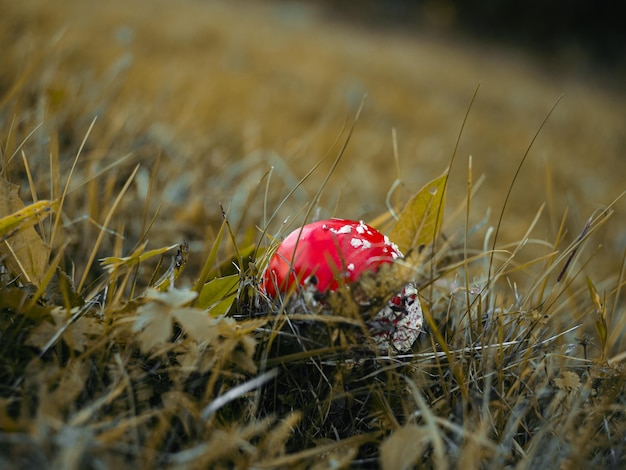 Amanita muscari психоактивный гриб Fly agaric рыжеволосый галлюциногенный токсичный гриб с белыми точками в осеннем лесу Mushroomcore вирусная тенденция грибный сезон ядовитый опасный токсин