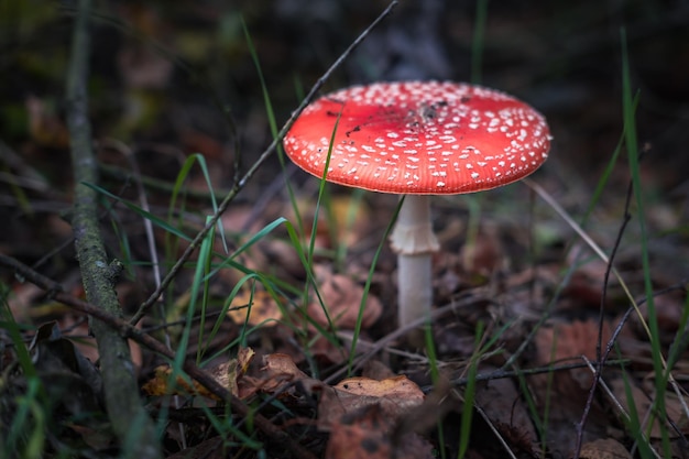 Amanita muscari 독성 및 환각제 아름다운 빨간 머리 버섯 비행 Agaric는 향정신성 약물 Muscarine의 가을 숲 배경 소스에 잔디