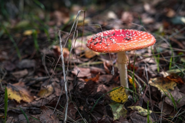 Amanita muscari 독성 및 환각제 아름다운 빨간 머리 버섯 비행 Agaric는 향정신성 약물 Muscarine의 가을 숲 배경 소스에 잔디