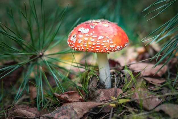 Foto amanita muscari tossico e allucinogeno bellissimo fungo dai capelli rossi fly agarico in erba