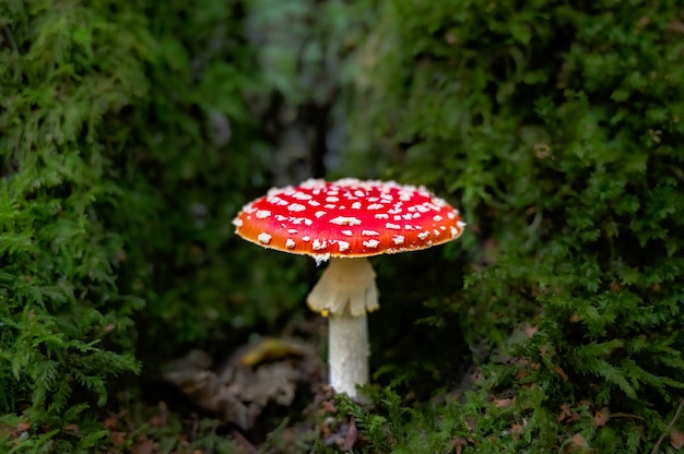 Amanita muscaria algemeen bekend als vliegenzwam of vliegenamanita