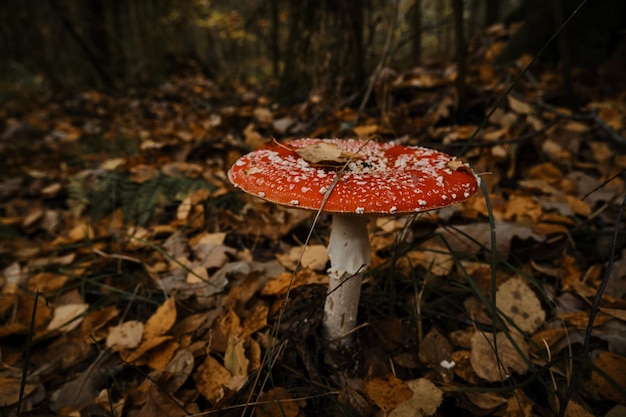 Amanita muscaria Eenzame rode vliegenzwam is een giftige en gevaarlijke oneetbare paddenstoel