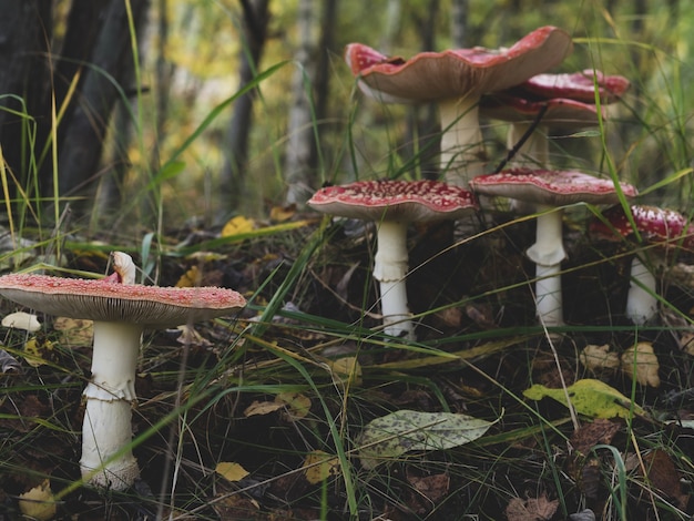 Amanita muscaria、秋の神秘的な森を背景にベニテングタケの美しい赤い幻覚毒性キノコを飛ばす