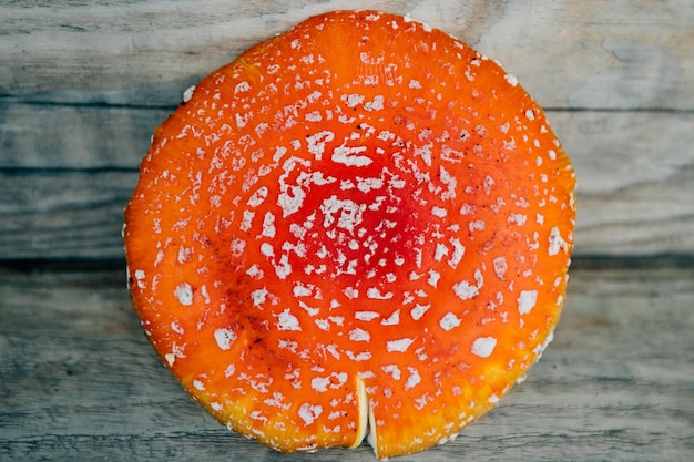 Amanita muscaria fly agaric cap