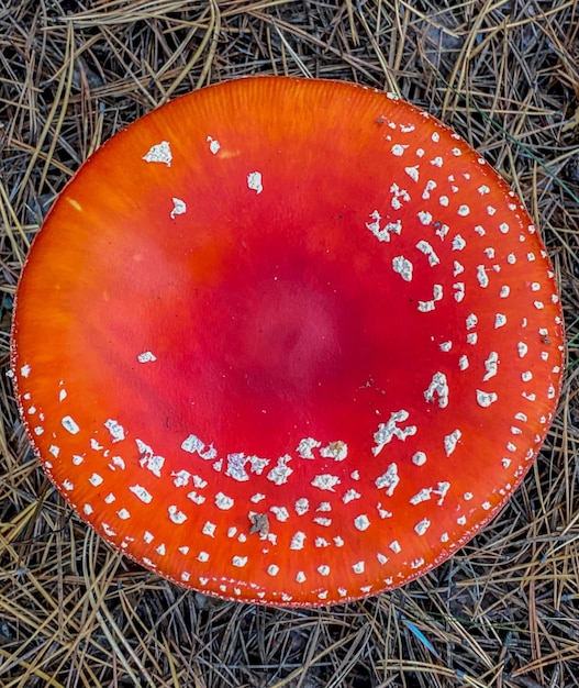 Amanita muscaria летает в лесу