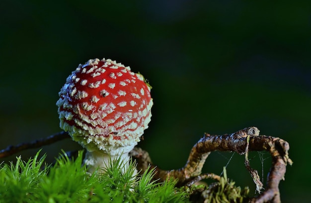 amanita muscaria fly agaric