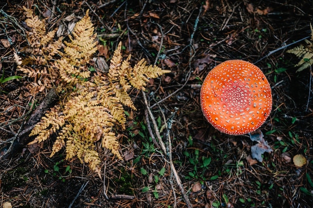Amanita muscaria - несъедобный гриб, произрастающий в сосновом лесу.