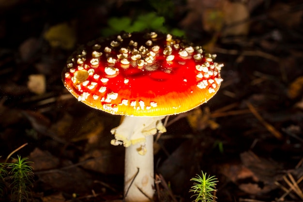 Amanita muscaria in the leaves of the autumn forest Beautiful red fairy fly agaric Poisonous mushroom in the forest