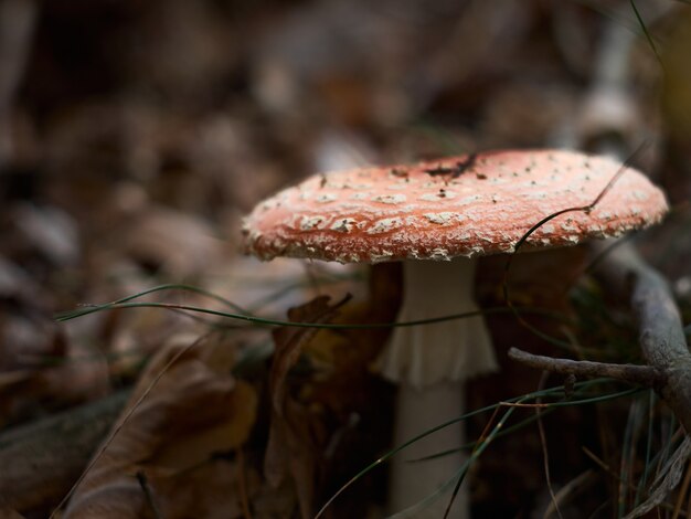 버섯 muscaria 버섯을 닫습니다.