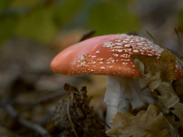 버섯 muscaria 버섯을 닫습니다.