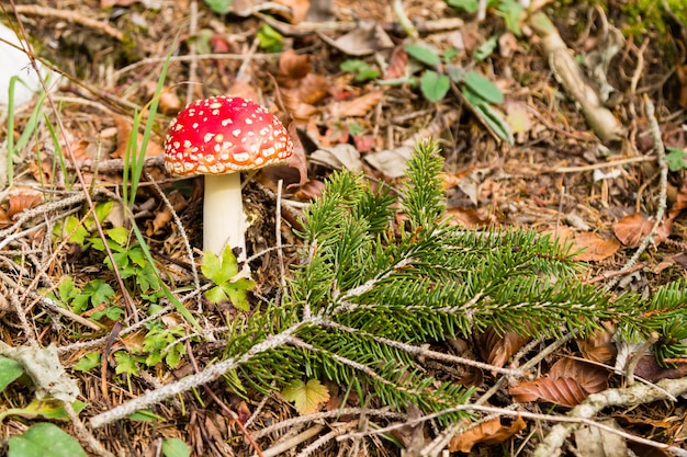 사진 amanita muscaria 버섯을 닫습니다.