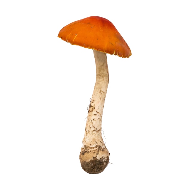 Amanita muscaria mushroom isolated Natural color and texture