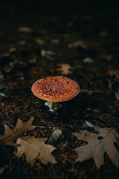 Photo amanita muscaria mushroom