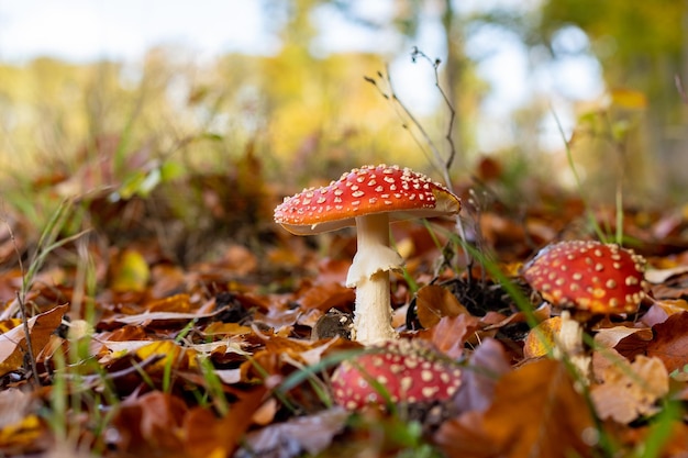 Amanita muscaria mushrooms in autumn forest in autumn time Fly agaric wild poisonous red mushroom in yelloworange fallen leaves fall season