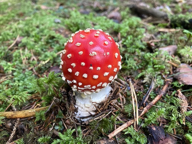 Amanita muscaria of vliegenzwam in het bos