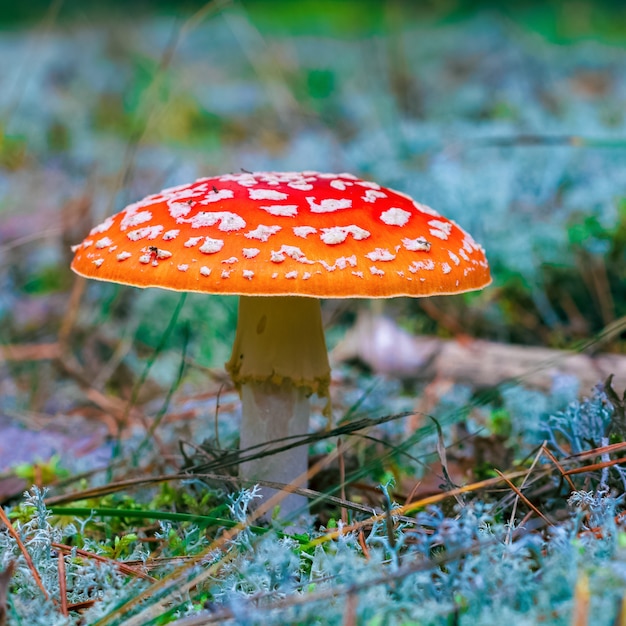 Amanita Muscaria. Rode giftige vliegenzwam paddestoel in bos