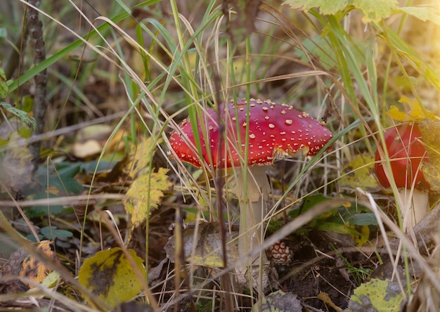 Amanita muscaria, vliegenzwam mooie rode hallucinogene giftige paddenstoel tegen de achtergrond van een herfst mystiek bos