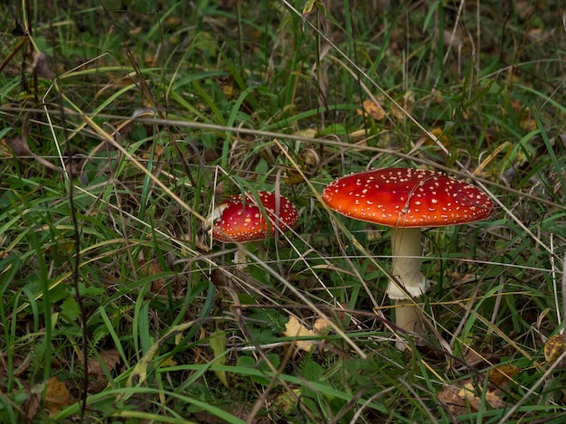 Amanita muscaria, vliegenzwam mooie rode hallucinogene giftige paddenstoel tegen de achtergrond van een herfst mystiek bos