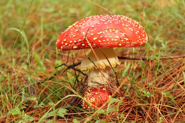 Amanita muscaria