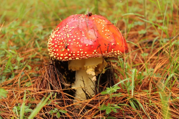 Фото amanita muscaria